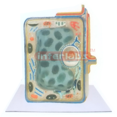 PLANT CELL MODEL